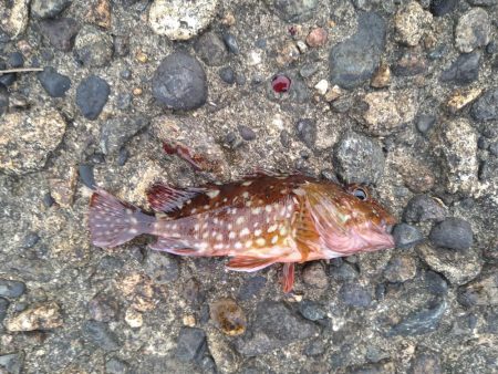 アジングでアコウ